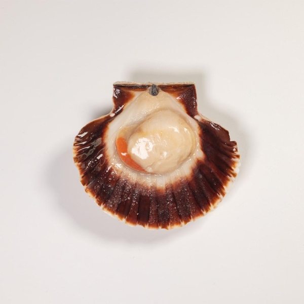 Capasanta