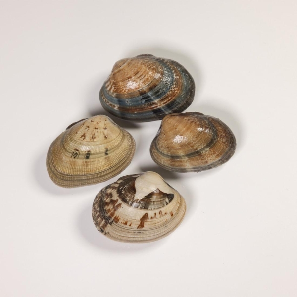 Vongole Veraci con guscio